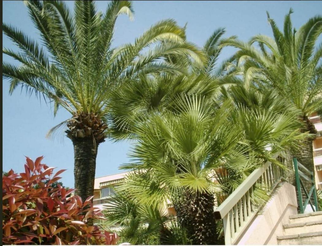 Appartement Angela Golfe-Juan Buitenkant foto